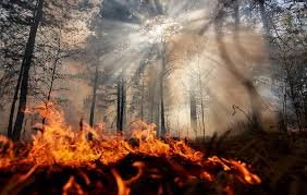 Введен режим чрезвычайной ситуации в лесах регионального характера на всей территории Прибайкалья